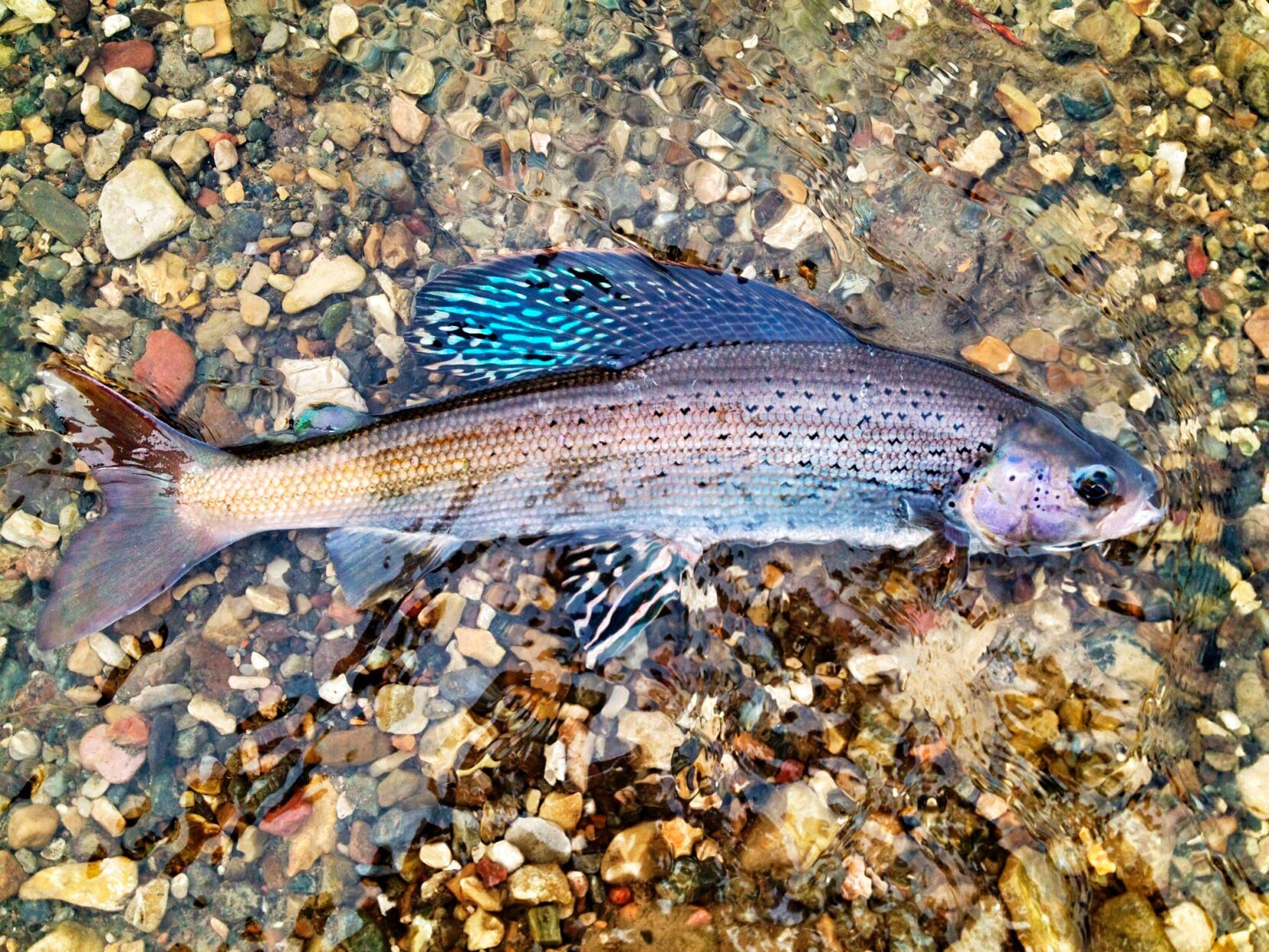 Arctic Grayling